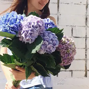 Монобукет из гортензий